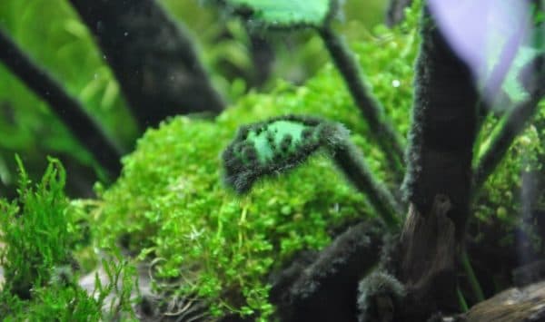 Сайдекс для аквариума правила применения