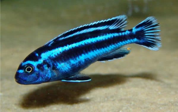 Меланохромис майнгано описание