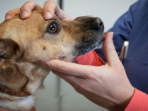 микоплазмоз у собак