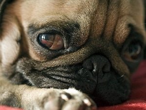 острый панкреатит у собак