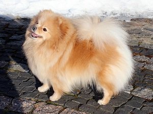 карликовый шпиц медвежьего типа