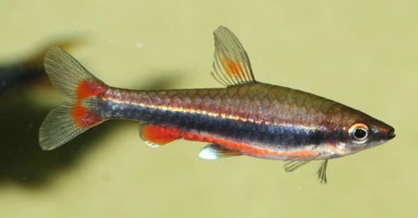 Нанностомус бекфорда описание