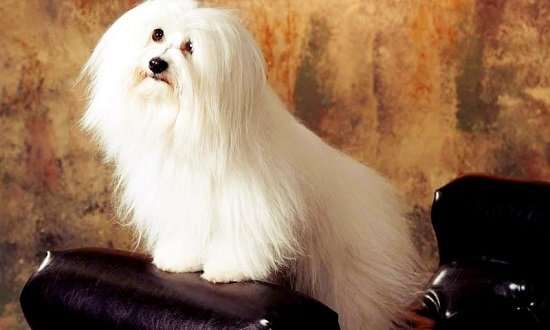 котон де тулеар фото