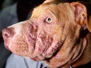 грибок малассезия у собак