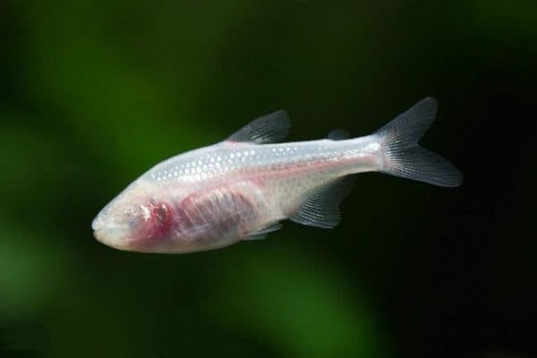 Слепая пещерная рыба описание