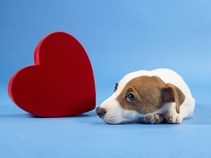 сердечная недостаточность у собаки симптомы