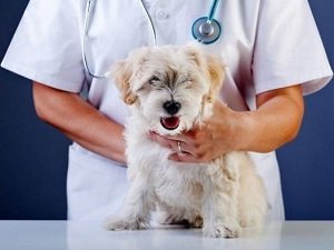 изоспороз у собак лечение