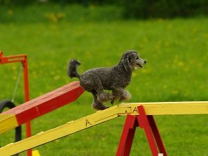 дрессировка собак аджилити