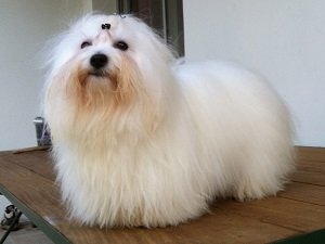 котон де тулеар цена