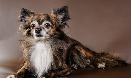 стрижка чихуахуа длинношерстного фото