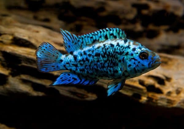 Блю Демпси описание