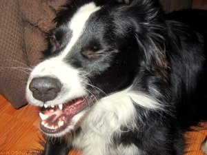 как лечить изоспороз у собак