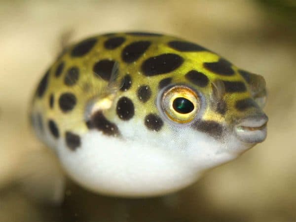 Тетрадон карликовый надулся