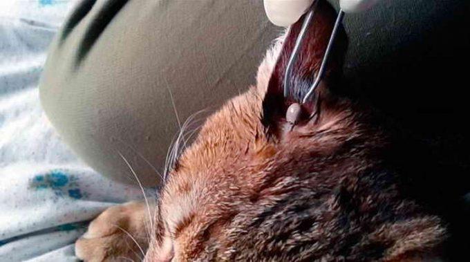 лечение энцефалита у кошек в домашних условиях