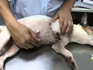 пиометра у собак лечение