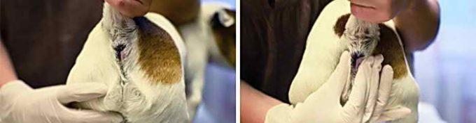 лечение воспаления анальных желез