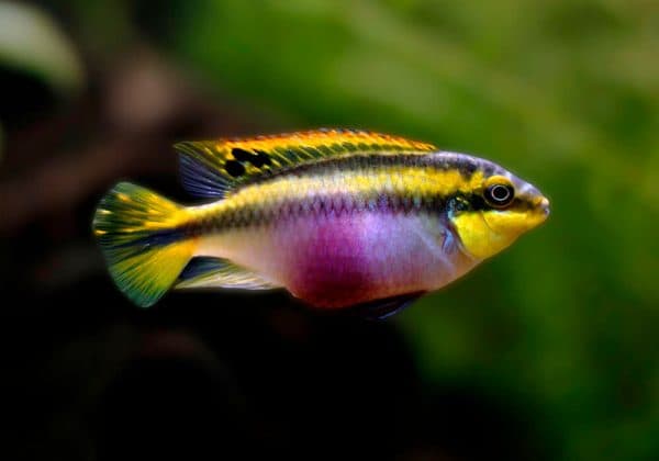 Пельвикахромис пульхер читайте статью