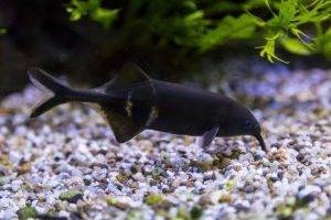 Умная рыбка – слон