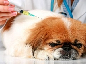 прививка собаке на дому