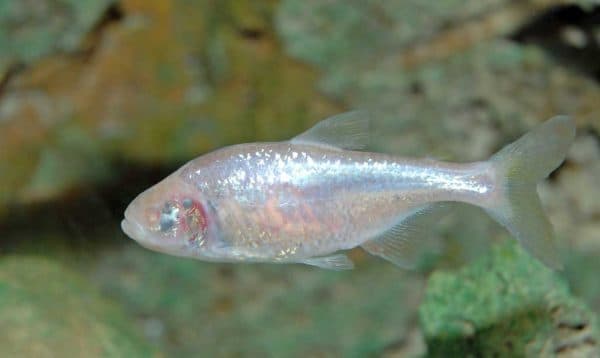 Слепая пещерная рыба