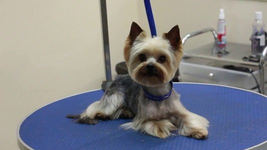 как подстричь йорка в домашних условиях