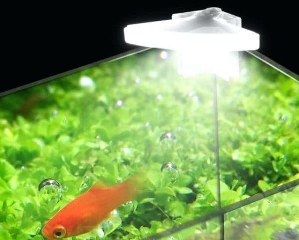 Освещение в аквариуме против водорослей