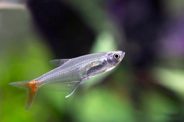 Поведение и характер стеклянной тетры