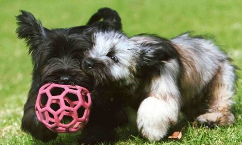 скай терьер плюсы и минусы