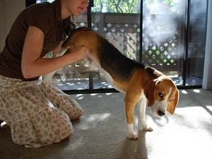 кишечная непроходимость у собаки симптомы