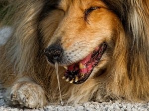 у собаки сопли и понос