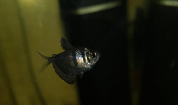 Тернеция читайте статью