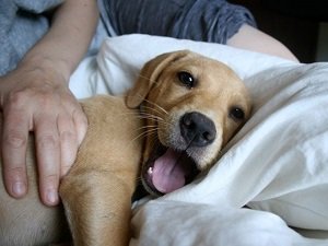 кашель с кровью у собаки