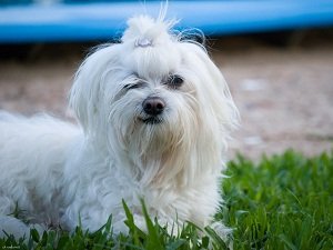 мальтийская болонка купить