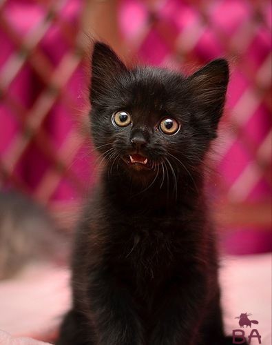 Черный котенок девочка