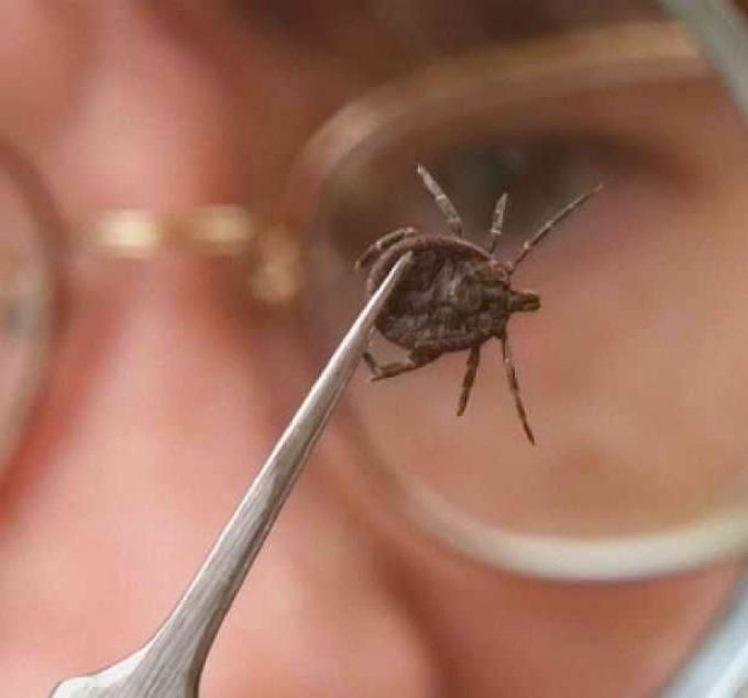 энцефалит у кошек