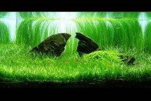 Парвула в аквариуме