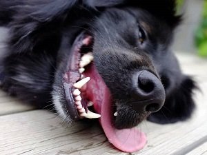 признаки инсульта у собаки