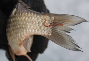 Фото: солитер в рыбе