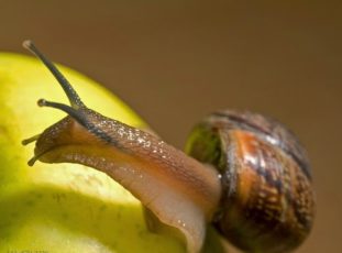 Фото: малый прудовик