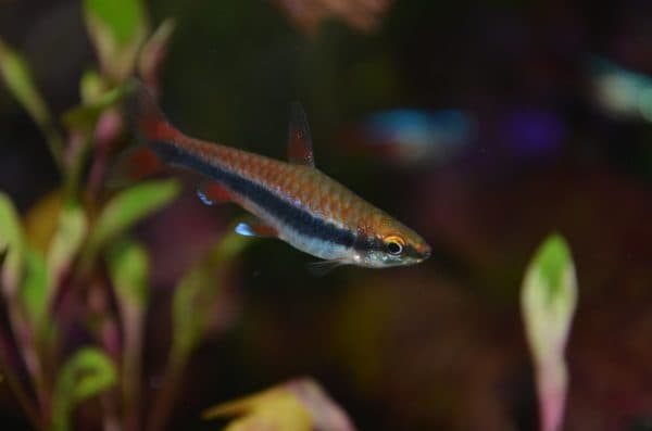 Нанностомус бекфорда условия содержания