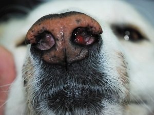 сопли у собаки причины