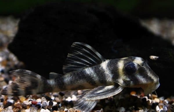 Гипанциструс фурункулус