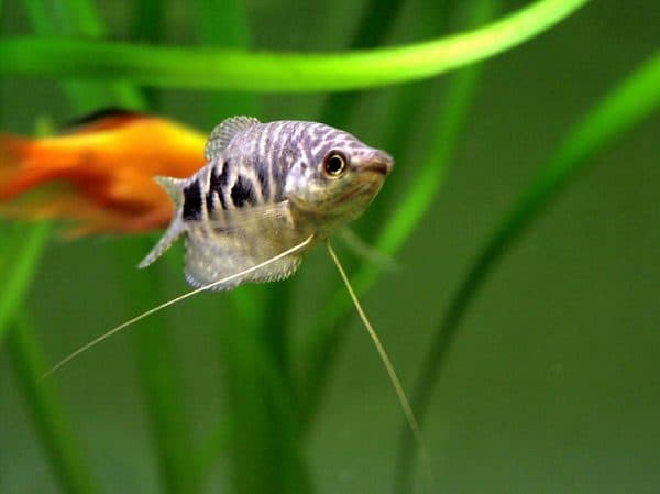 Красивый мраморный гурами