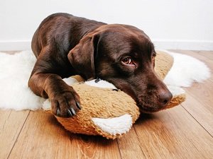 обезболивающие уколы для собак