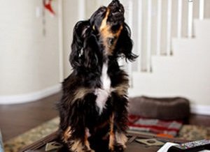 собака воет когда остается одна что делать