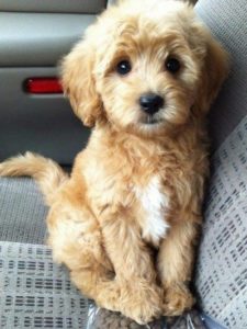 Возможные варианты имен для маленьких собак-девочек