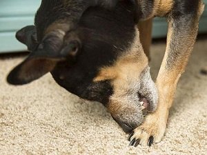 как проявляется авитаминоз у собак