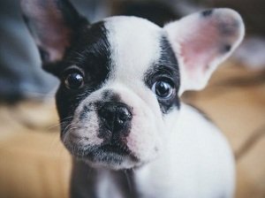 микоплазмоз у собак симптомы