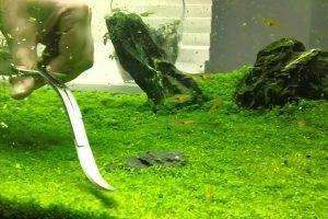 Уход за элеохарис парвула