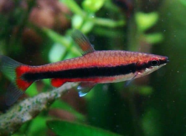 Нанностомус бекфорда в аквариуме